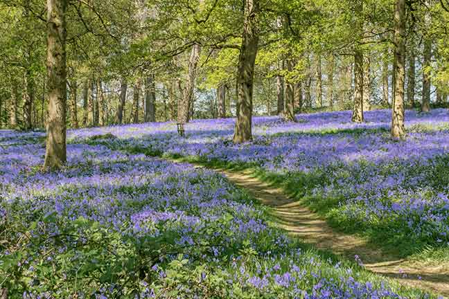 Bluebells in the Great Wood